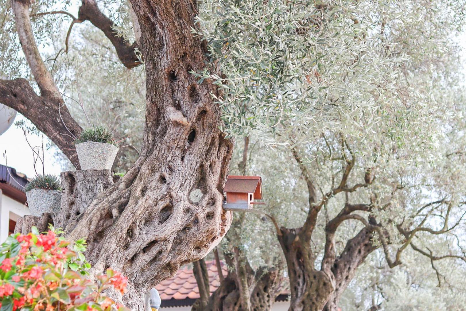 Hilja'S Oliven Garden Bungalows Ülgün Dış mekan fotoğraf