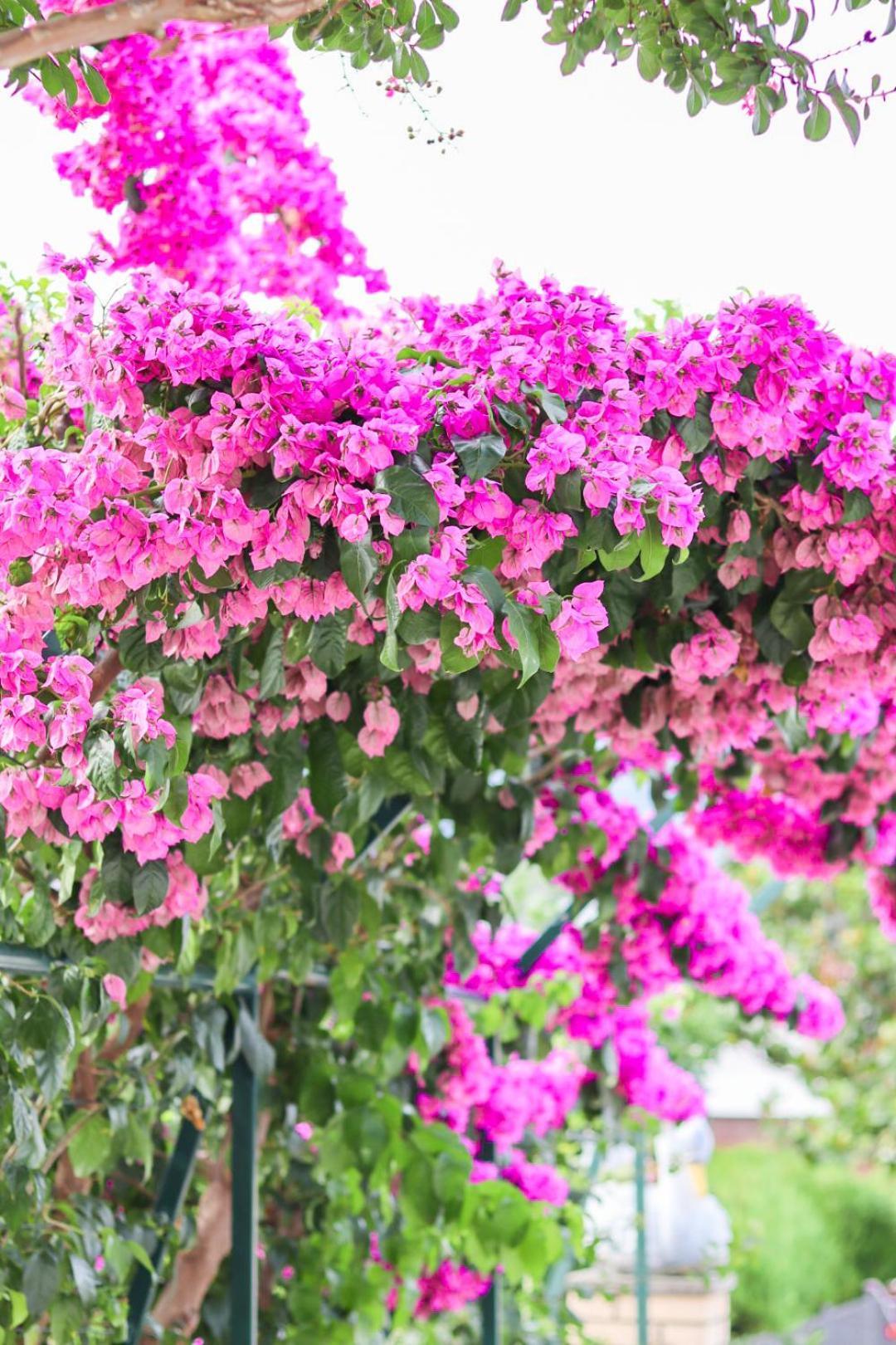 Hilja'S Oliven Garden Bungalows Ülgün Dış mekan fotoğraf