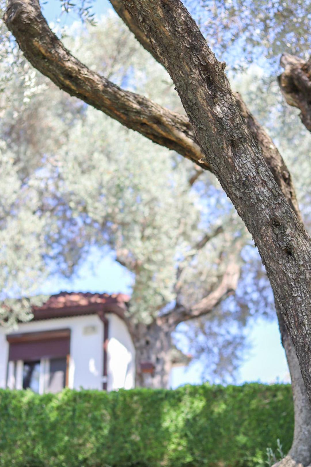 Hilja'S Oliven Garden Bungalows Ülgün Dış mekan fotoğraf