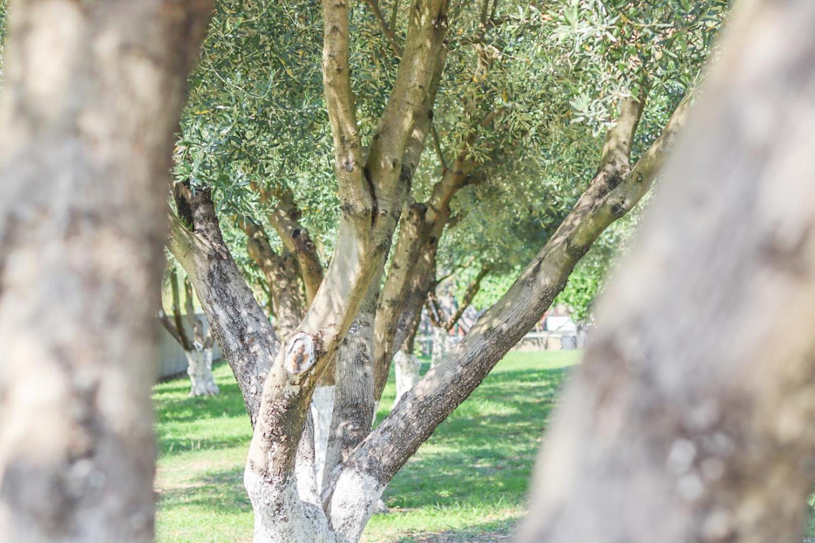 Hilja'S Oliven Garden Bungalows Ülgün Dış mekan fotoğraf
